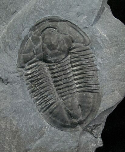 Very Nice Asaphiscus Trilobite - U-Dig Quarry #5558